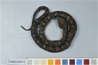 藏品(菊池氏龜殼花)的圖片